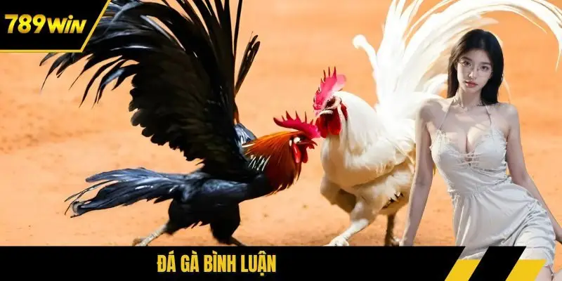 đá gà bình luận