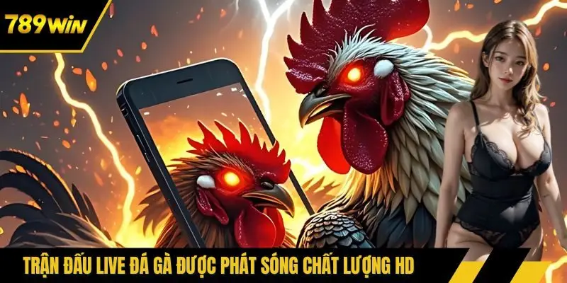 Trận đấu live đá gà được phát sóng chất lượng HD